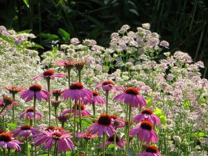 detail van plantenborder