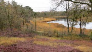 impressie winterheide voor ven