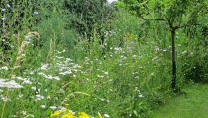 wildbloemenweide