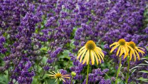 echinacea arts pride en salvia verticillata