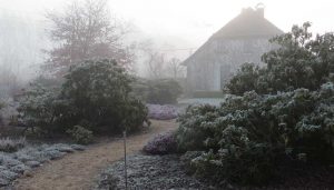 rijp op rododendrons in viller the garden