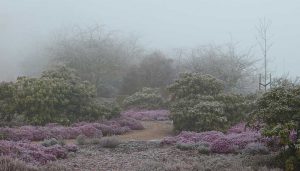 heidetuin in de mist