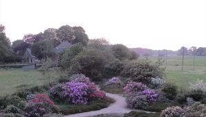bloeiende rododendrons bij avondlicht in viller the garden
