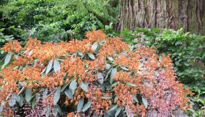 uitgebloeide pieris japonicastruik