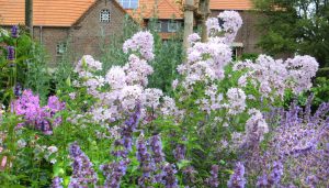 detail border met agastache en campanula