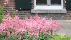 detail voorgevel boerderij met astibe planten op de voorgrond