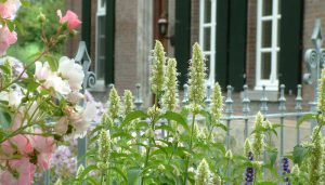 Agastache rugosa alba