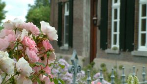 rozen met op de achtergrond de boerderij