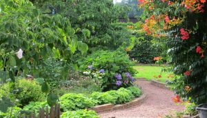 mooi doorkijkje in cottagetuin met bloeiende campsis en hortensia