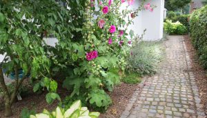 roze stokrozen in de voortuin