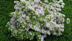 bloeiende rhododendron ferrugineum tottenham