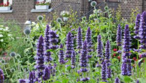 detail van borderbeplanting met agastache